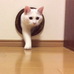 動物スタンプ