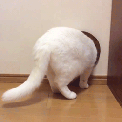 動物スタンプ