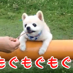 動物スタンプ