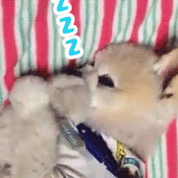 動物スタンプ