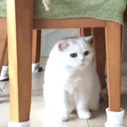 動物スタンプ