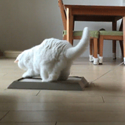 動物スタンプ