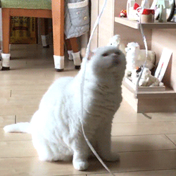 動物スタンプ