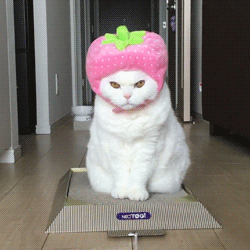 動物スタンプ