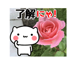 「動く！にゃんこと薔薇の花　基本セット / 10」