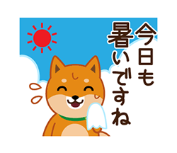 「柴犬「ムサシ」３０ / 03」