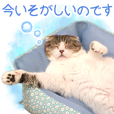 「どんぐりの日常。 / 01」