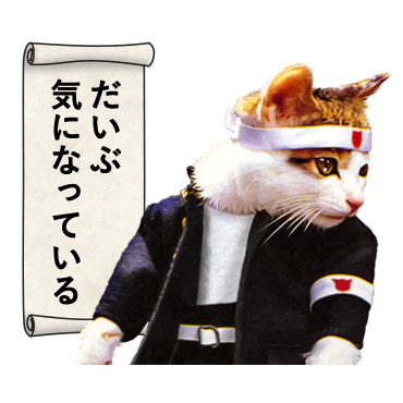 すべての美しい花の画像 これまでで最高のなめ 猫 壁紙