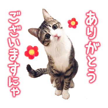 「猫のすずめちゃん / 05」