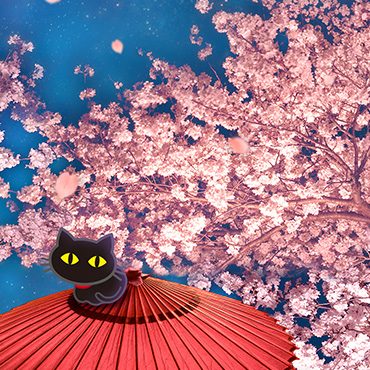 黒ネコ　【お花見壁紙】
