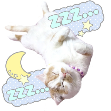 「甘え猫ホイップ / 03」