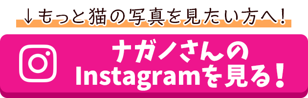 もっと猫の写真を見たい方へ!ナガノさんのインスタグラムを見る！